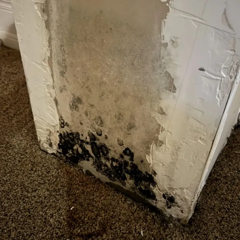 Professional Mold Removal in Garden Grove, CA